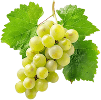 Struguri albi proaspeți și delicioși din viță de vie, ideali pentru vinuri sau consum direct Struguri albi, proaspeți și delicioși, ideali pentru vinificație sau consum direct