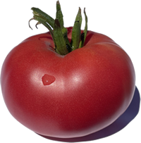 Roșie proaspătă, ideală pentru rețete delicioase și conserve Roșie mare, frumoasă și delicioasă, perfectă pentru salate și preparate culinare
