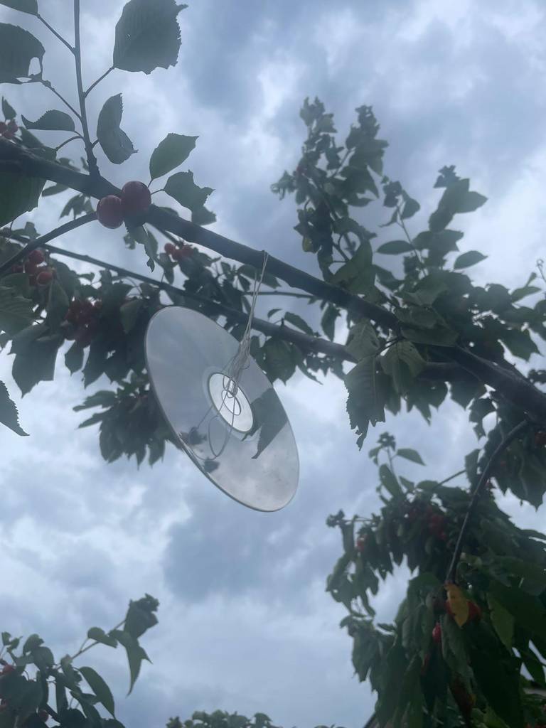 Imagine cu un CD agatat de copac sa sperie pasarile